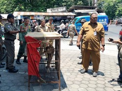 Seekor Beruk Dievakuasi Saat Hendak Dijual di Jalan Kartini Semarang