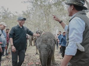 Pemprov Lampung Dorong Keseimbangan Konservasi Gajah-Aktivitas Masyarakat
