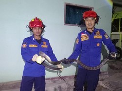 Teror King Kobra di Ciamis, Dua Ular Masuk Permukiman Warga