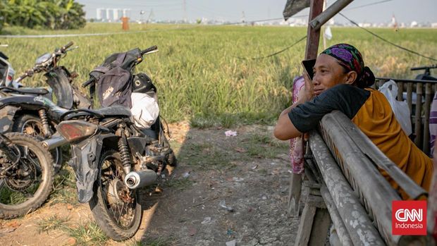 Petani mengangkat padi yang dipanen di areal persawahan Rorotan, Jakarta Utara. (CNNIndonesia/Adi ibrahim)