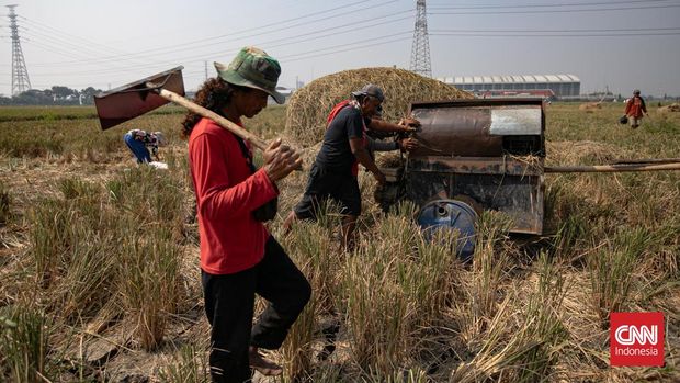 Petani mengangkat padi yang dipanen di areal persawahan Rorotan, Jakarta Utara. (CNNIndonesia/Adi ibrahim)