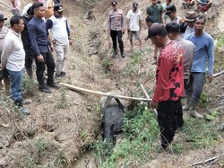 Tapir Kembali Muncul di Perkebunan di Mesuji Lampung