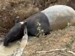 Tapir yang Ditemukan di Perkebunan Sawit Mesuji Diamankan di Taman Kehati