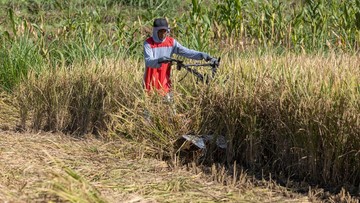 Tembakau dan Harapan Baru di Musim Kemarau bagi Petani Wonogiri