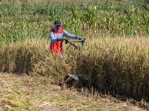 Tembakau dan Harapan Baru di Musim Kemarau bagi Petani Wonogiri