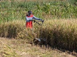 Tembakau dan Harapan Baru di Musim Kemarau bagi Petani Wonogiri