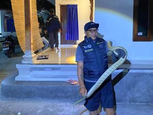 Kejar Mangsa, King Kobra 2,5 Meter Masuk Garasi Rumah Warga Tabanan