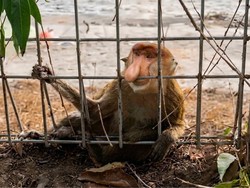 Bekantan Mati di Ujung Pandaran Kotim Bukan Satwa yang Sempat Viral