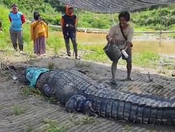 Penampakan Buaya 7 Meter Ditangkap Warga Koltim Pakai Tali