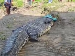 Warga Koltim Tangkap Buaya 7 Meter di Sungai Ladongi