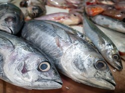 Cara Menyimpan Ikan di Kulkas agar Tetap Segar dan Tidak Cepat Bau