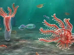 Fosil Bintang Laut Berumur 518 Juta Tahun Ditemukan di Negara Ini, Seperti Apa?