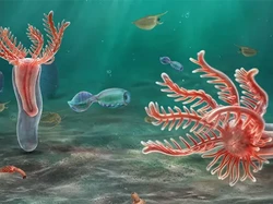 Fosil Bintang Laut Berumur 518 Juta Tahun Ditemukan di Negara Ini, Seperti Apa?