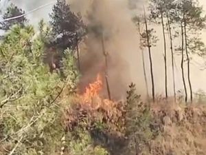 Kebakaran Hutan di Lereng Gunung Merapi Padam
