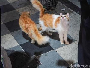 Video: Viral Kucing di Tunjungan Diduga Dikasih Obat Tidur, Pemilik Klarifikasi