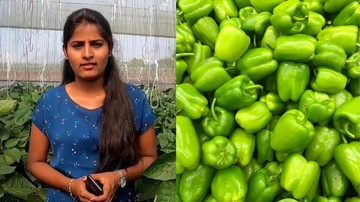 Lulusan S2 Tinggalkan Kerja Korporat, Pilih Panen Paprika hingga Raup Rp7 M!