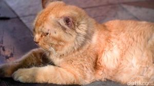 Melihat Lebih Dekat Kucing Viral Lemas di Jalan Tunjungan