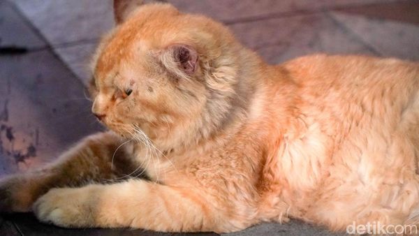 Melihat Lebih Dekat Kucing Viral Lemas di Jalan Tunjungan