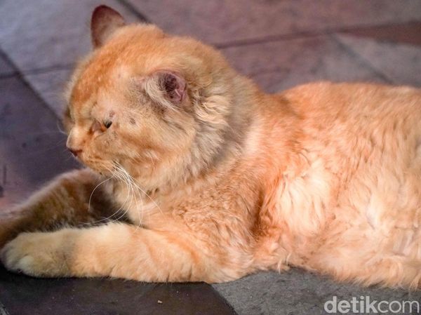 Melihat Lebih Dekat Kucing Viral Lemas di Jalan Tunjungan