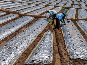 Mulsa Perak Jadi Andalan Petani Mentimun Hadapi Musim Kemarau