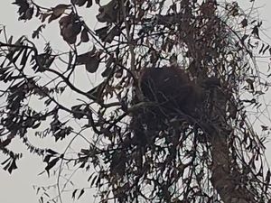 Terjebak Karhutla, Orang Utan di Km 24 Kobar Kini Hilang Jejak