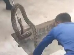 Ular Piton 4 Meter Ngumpet di Kolong Pencucian Mobil Pasangkayu