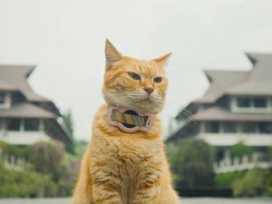 Angkat Film Kucing, Mahasiswa ITB Raih Most Inspiring Film Award Tingkat Global