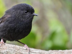 Dari Sisa 5 Ekor, Burung Ini Berjaya Jadi Bird of the Year