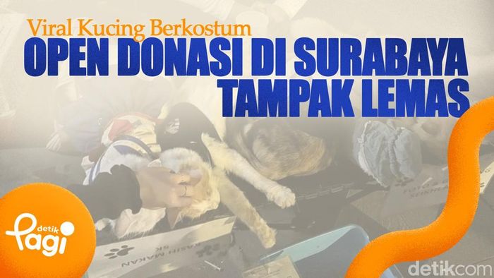 Video: Viral Kucing Berkostum Open Donasi di Surabaya tampak lemas