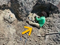 Untuk Pertama Kalinya, Ilmuwan Temukan Jejak Kaki T-Rex Dewasa