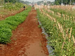 Membagi Kerja untuk Menjaga Lahan Pangan Bomang
