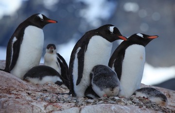Peneliti Temukan Spesies Penguin Baru Setelah Lebih dari 100 Tahun