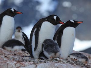 Peneliti Temukan Spesies Penguin Baru Setelah Lebih dari 100 Tahun