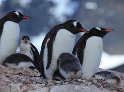Peneliti Temukan Spesies Penguin Baru Setelah Lebih dari 100 Tahun