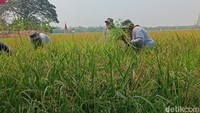 Pertamina Genjot Hasil Panen Petani di Indramayu