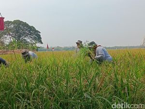 Pertamina Genjot Hasil Panen Petani di Indramayu