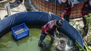 Semarang Kembangkan Lele Bioflok untuk Bantu Penuhi Kebutuhan Protein Anak