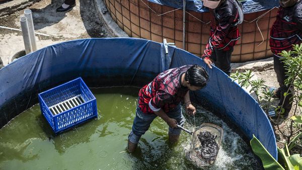 Semarang Kembangkan Lele Bioflok untuk Bantu Penuhi Kebutuhan Protein Anak