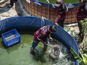 Semarang Kembangkan Lele Bioflok untuk Bantu Penuhi Kebutuhan Protein Anak