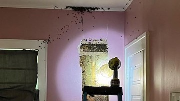 Anak Ngaku Ada Monster di Kamarnya, Ternyata 65.000 Ekor Lebah Bersarang!