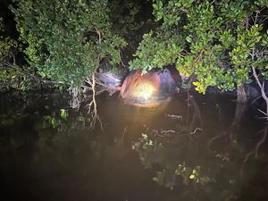 Bangkai Diduga Paus 8 Meter Terdampar di Tepian Sungai Bahale Inhil