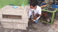 2 Bayi Orang Utan Dinas dan Mumi Masih Dirawat di BKSDA Pangkalan Bun