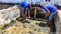 Cuan! Napi di Lapas Magelang Dilatih Ternak Katak Bullfrog