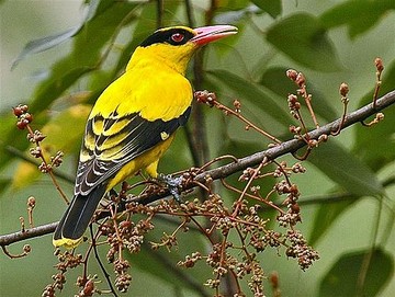 Mengenal Kepodang, Burung Pesolek Identitas Jateng dan Mitos Anak Rupawan
