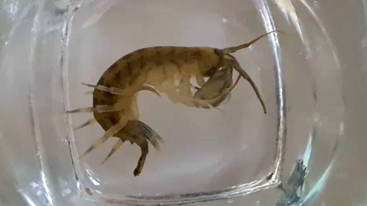 Invasi Udang Merah Ancam Ekosistem Laut Inggris