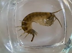 Udang Setan Serbu Perairan Inggris, Spesies Asli Terancam
