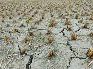 Kekeringan Landa Jatim, Apa yang Harus Dilakukan Saat Bencana?