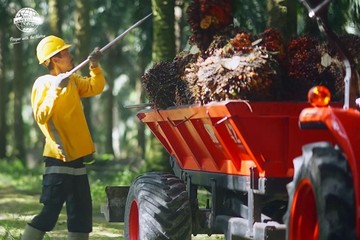 Laba Bersih Astra Agro Lestari Tembus Rp 1,1 Triliun di Semester I 2026