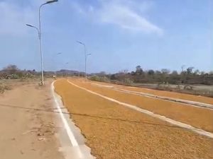 Video: Viral Jalan Raya di KEK Mandalika Penuh Jemuran Tembakau