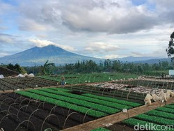Sesar Garsela, Ancaman Nyata di Balik Keindahan Garut